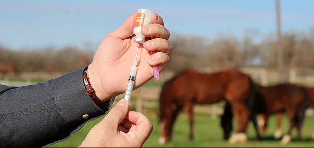 Hur ofta vaccinera hästen
